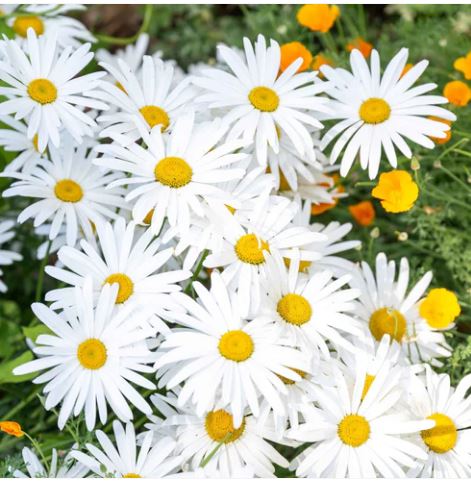 Daisy - Ox-Eye