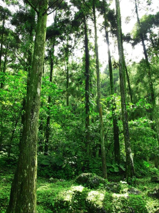 forest bathing 5 forest bathing 5