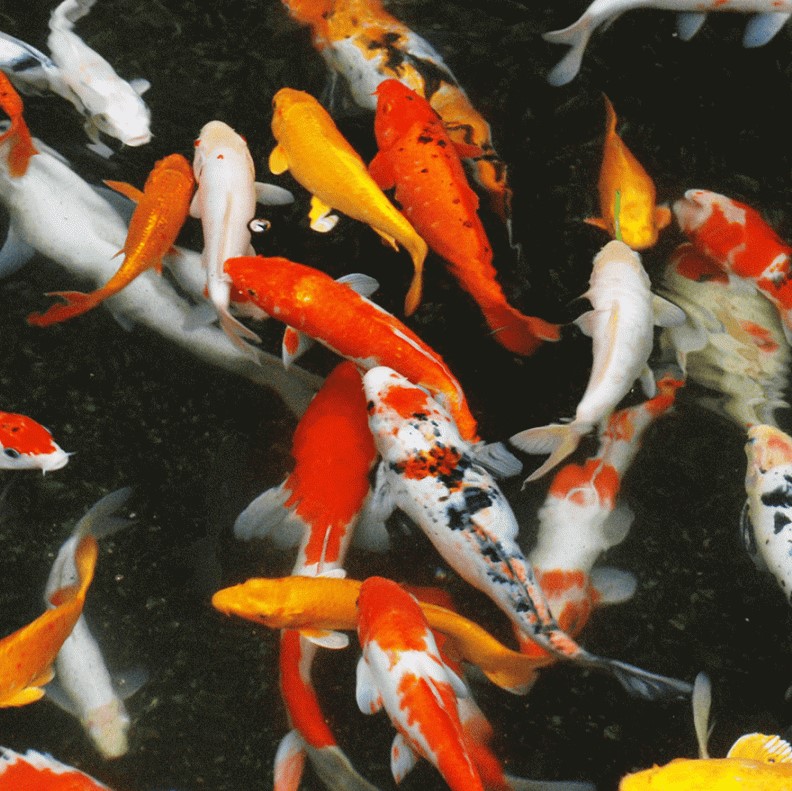 koi 8 koi 8