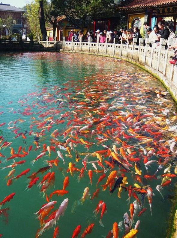 koi in china koi in china