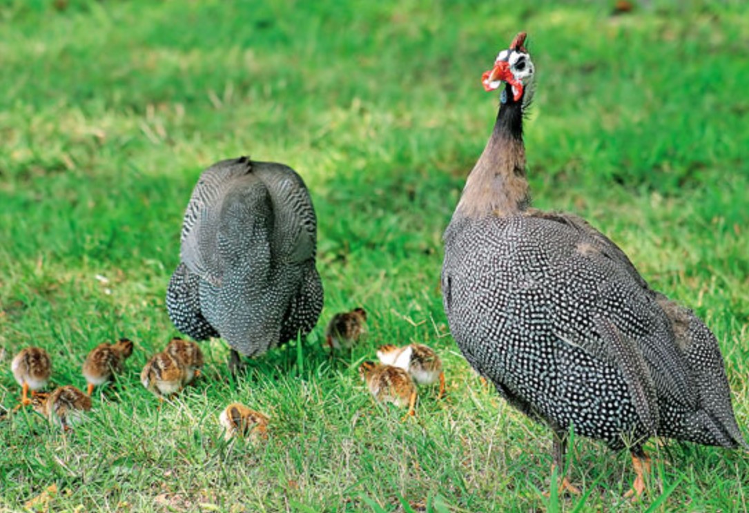 GUINEA FOWL 2 GUINEA FOWL 2