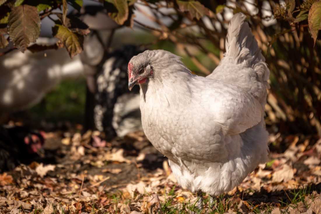 ORINP DOCILE CHICKEN ORINP DOCILE CHICKEN