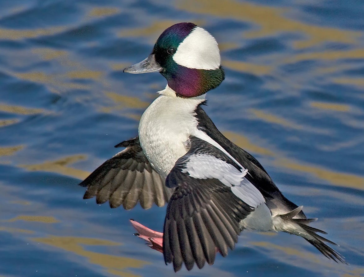 bufflehead 1 bufflehead 1