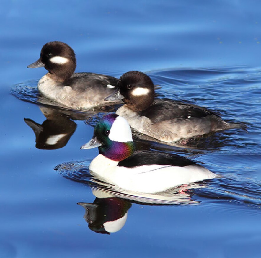 bufflehead 8 bufflehead 8