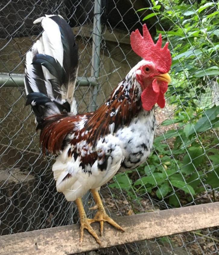 olanski dwarf chicken 2 olanski dwarf chicken 2