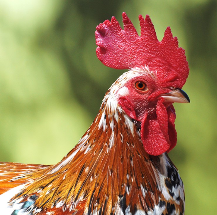 olanski dwarf chicken olanski dwarf chicken