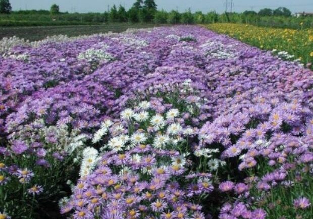 Aster (Dwarf) - Colour Carpet Mix 1 Aster (Dwarf) - Colour Carpet Mix 1