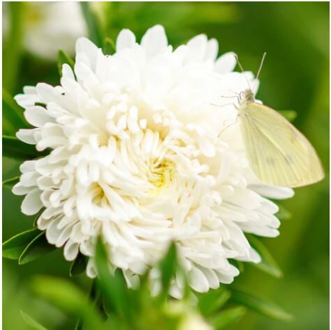 Aster (Peony Duchess) - White