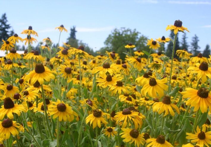 Black Eyed Susan 2