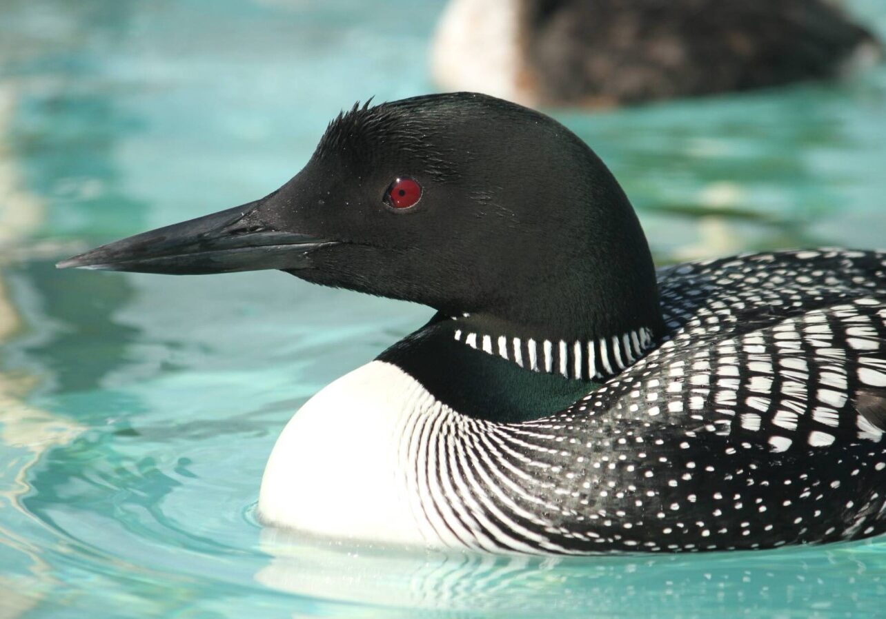 COMMON LOON 2