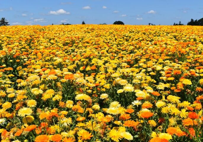 Calendula s - Pacific Beauty Mix 1
