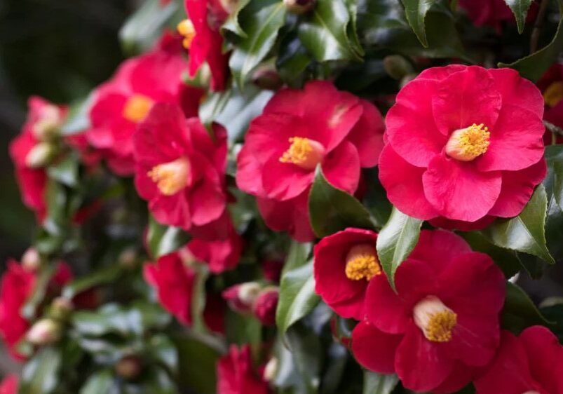 Camelia Japonica Camelia Japonica