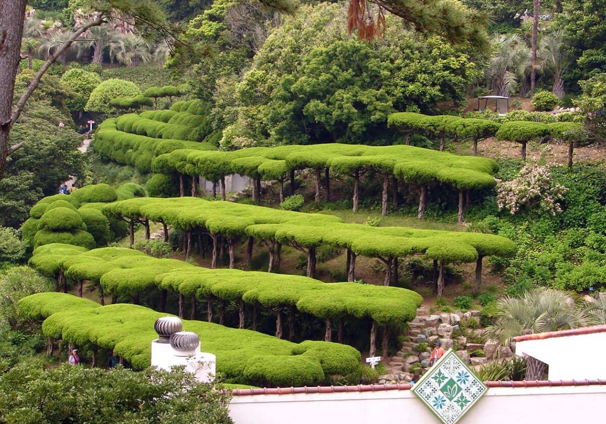 Cloud pruning topiary korean Cloud pruning topiary korean