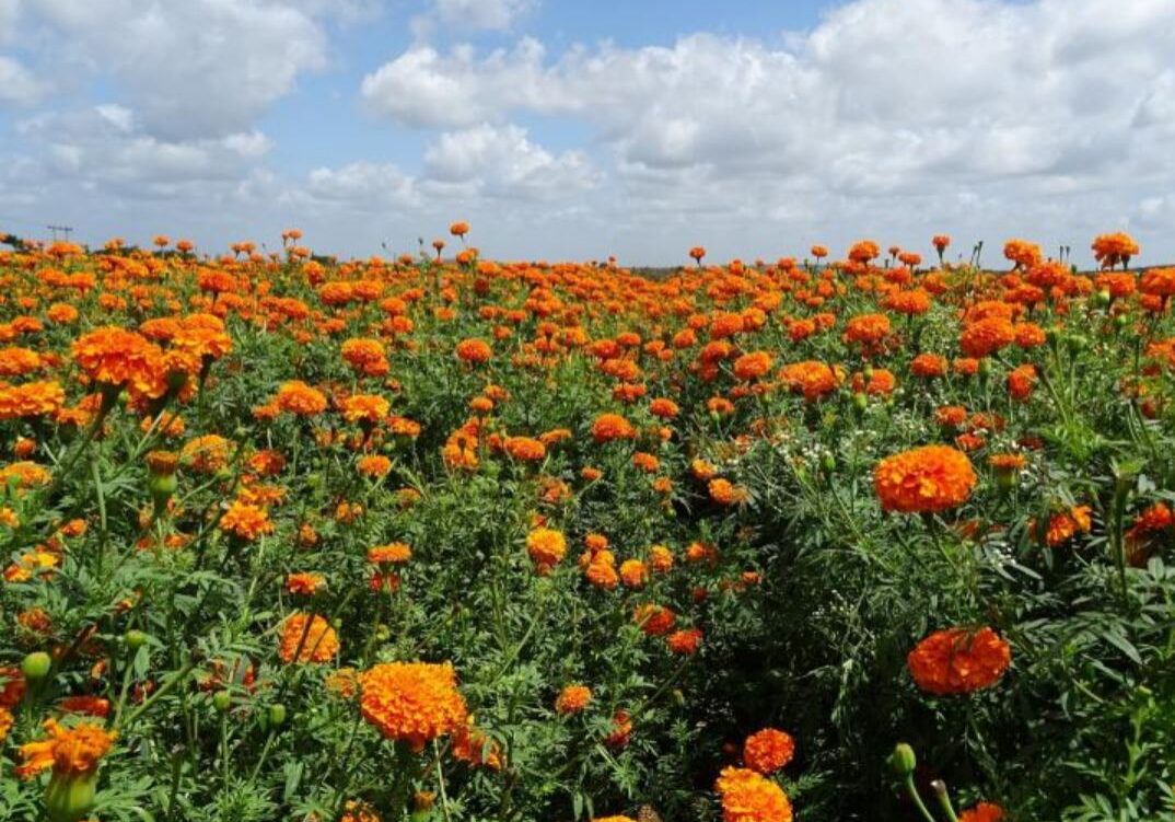 French Marigold (Dwarf Double) - Orange Flame 2 French Marigold (Dwarf Double) - Orange Flame 2