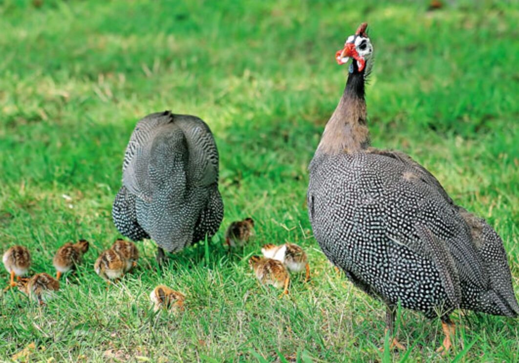 GUINEA FOWL 2 GUINEA FOWL 2
