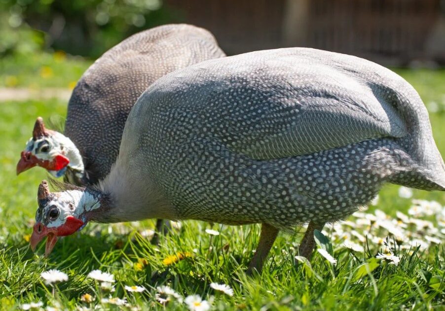 GUINEA FOWL 3 GUINEA FOWL 3