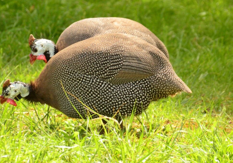 GUINEA FOWL 4 GUINEA FOWL 4