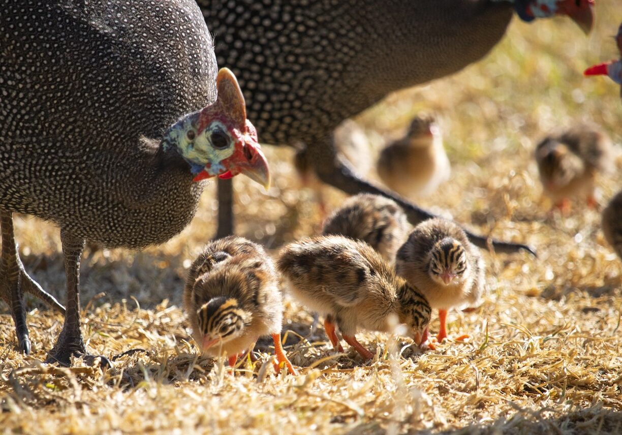 GUINEA FOWL 5 GUINEA FOWL 5