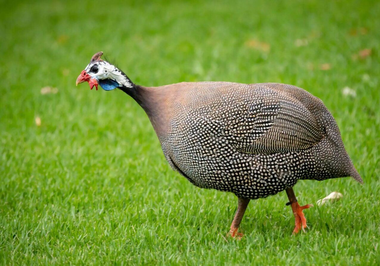 GUINEA FOWL 6 GUINEA FOWL 6