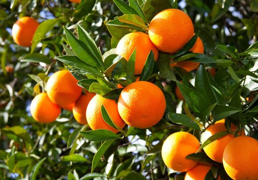 Orange trees Orange trees