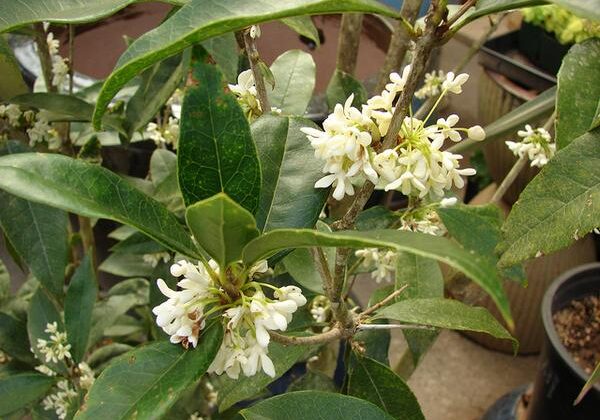 Osmanthus fragrans Fragrant Tea Olive 1 Osmanthus fragrans Fragrant Tea Olive 1