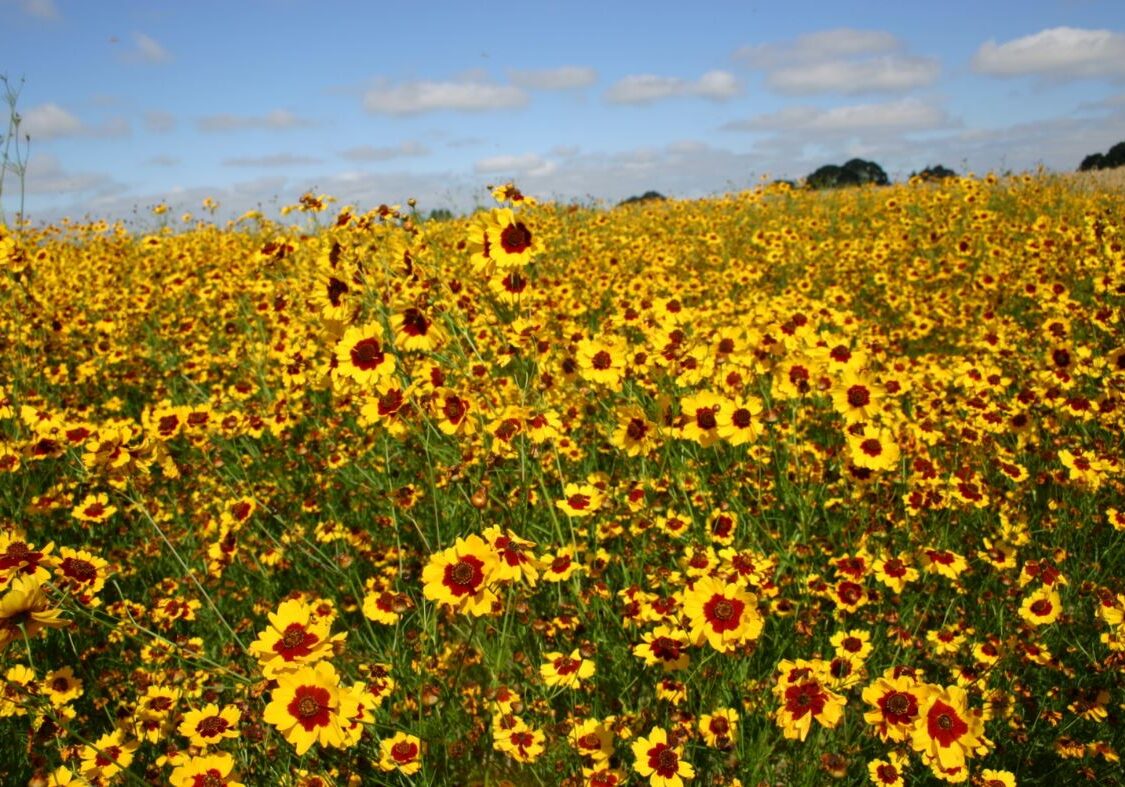 Plains Coreopsis - Mixed 2 Plains Coreopsis - Mixed 2