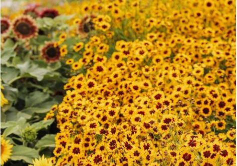 Plains Coreopsis - Mixed Plains Coreopsis - Mixed