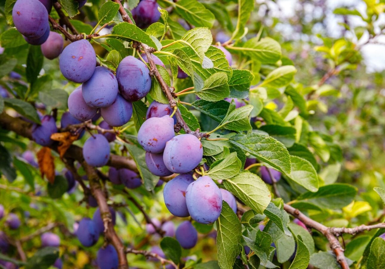 Plum tree Plum tree