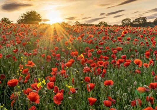 Red Corn Poppy 2