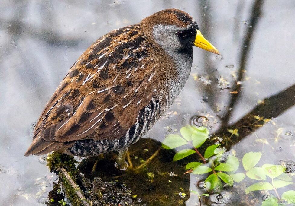 SORA 3