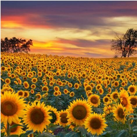 Sunflower - Mammoth Grey-Stripe