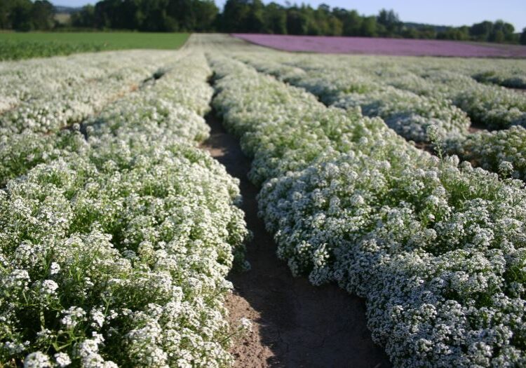Sweet Alyssum - Carpet of Snow 1