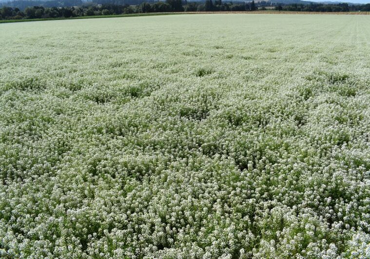 Sweet Alyssum - Carpet of Snow 2