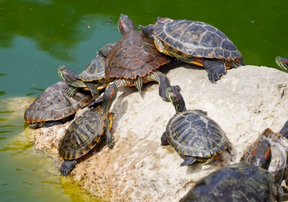 Turtle 8