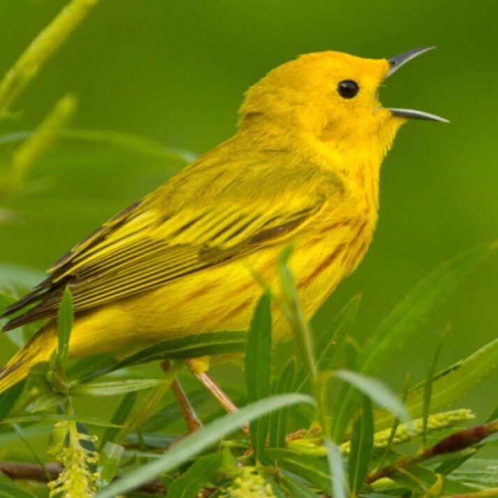 YELLOW WABLER 2