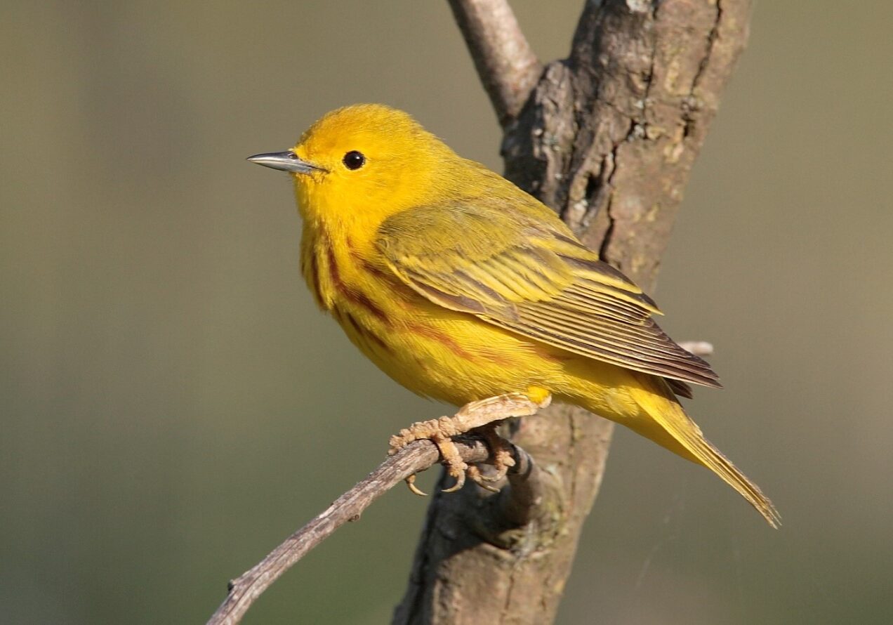 YELLOW WABLER