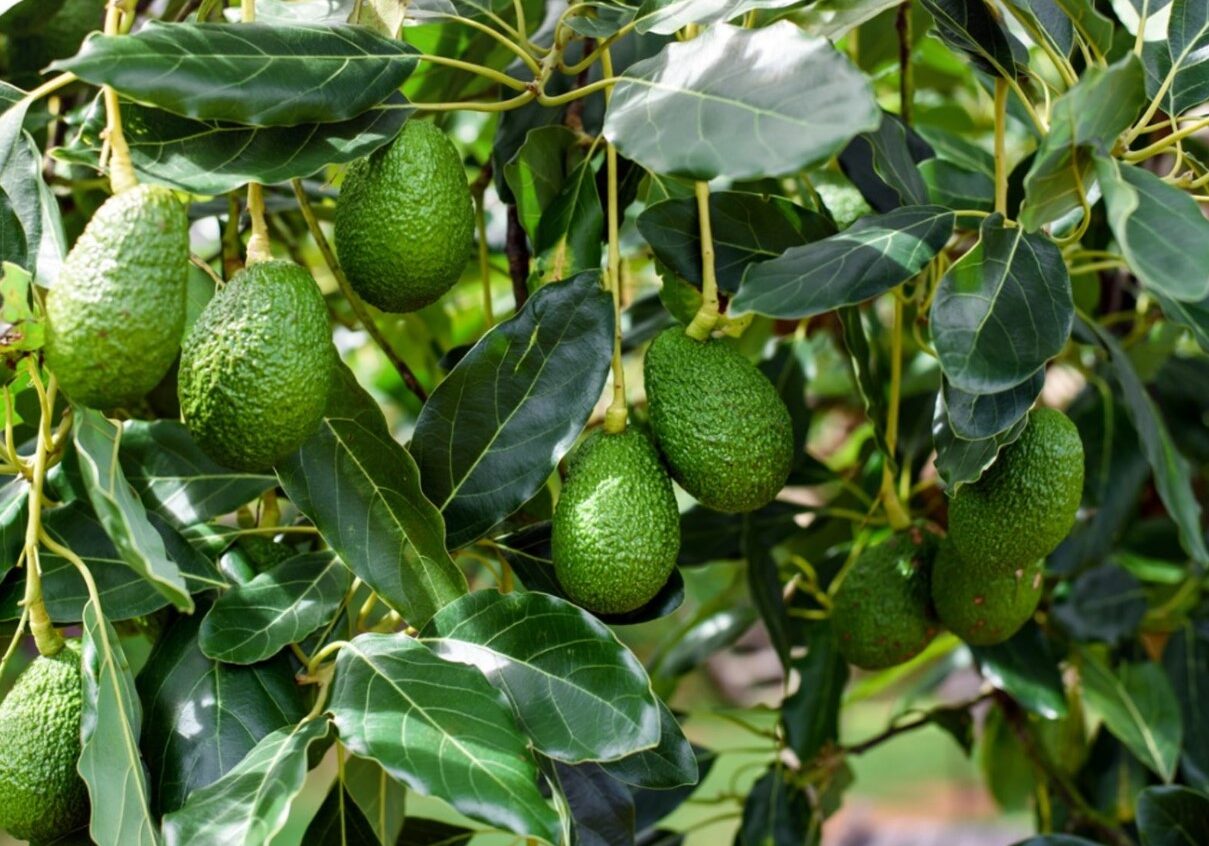 avocado tree 2 avocado tree 2