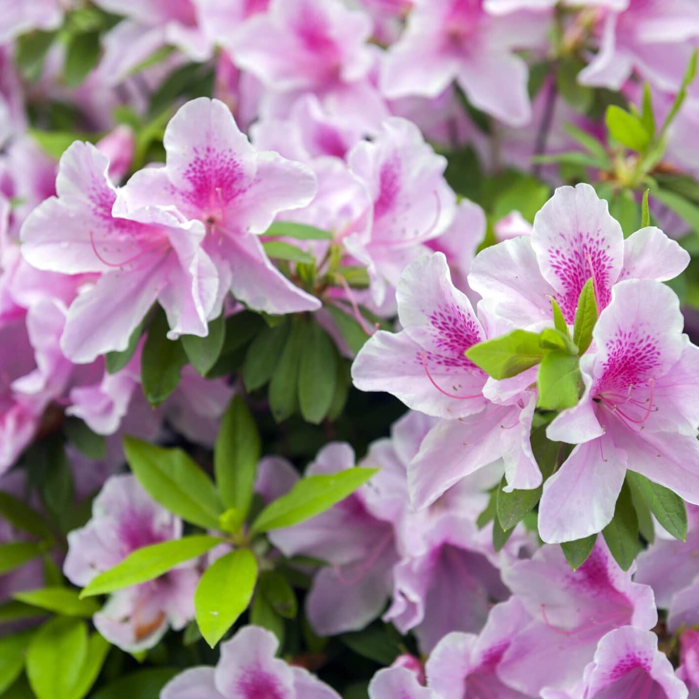 azalea 1 george 1