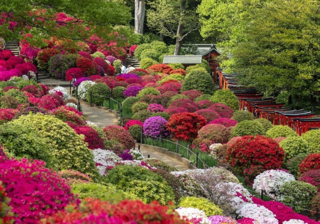 azalea nezu shrine azalea nezu shrine