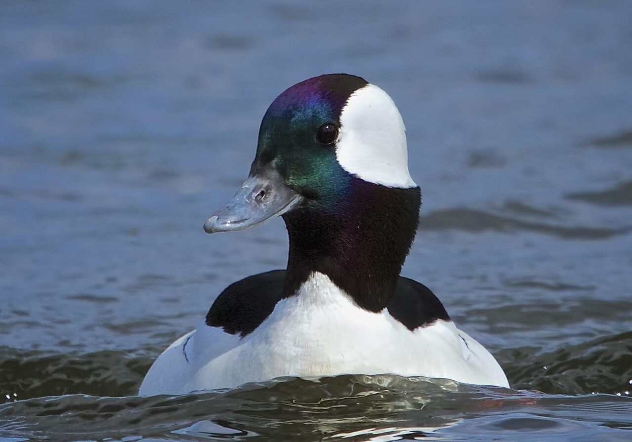 bufflehead 3 bufflehead 3