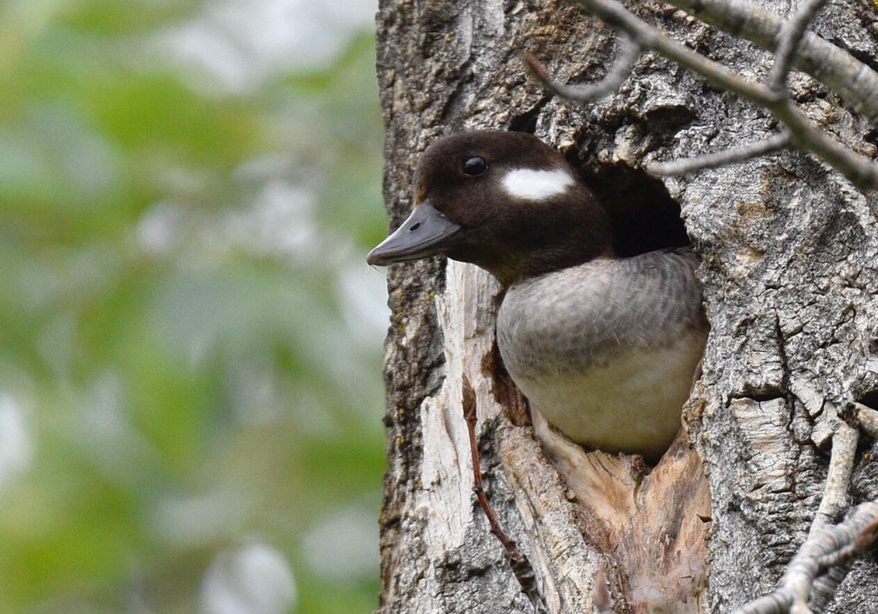 bufflehead 4 bufflehead 4