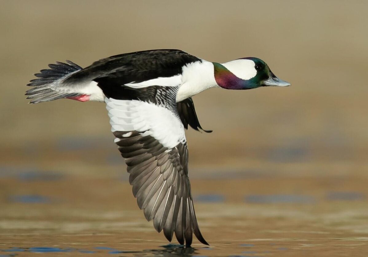 bufflehead 5 bufflehead 5