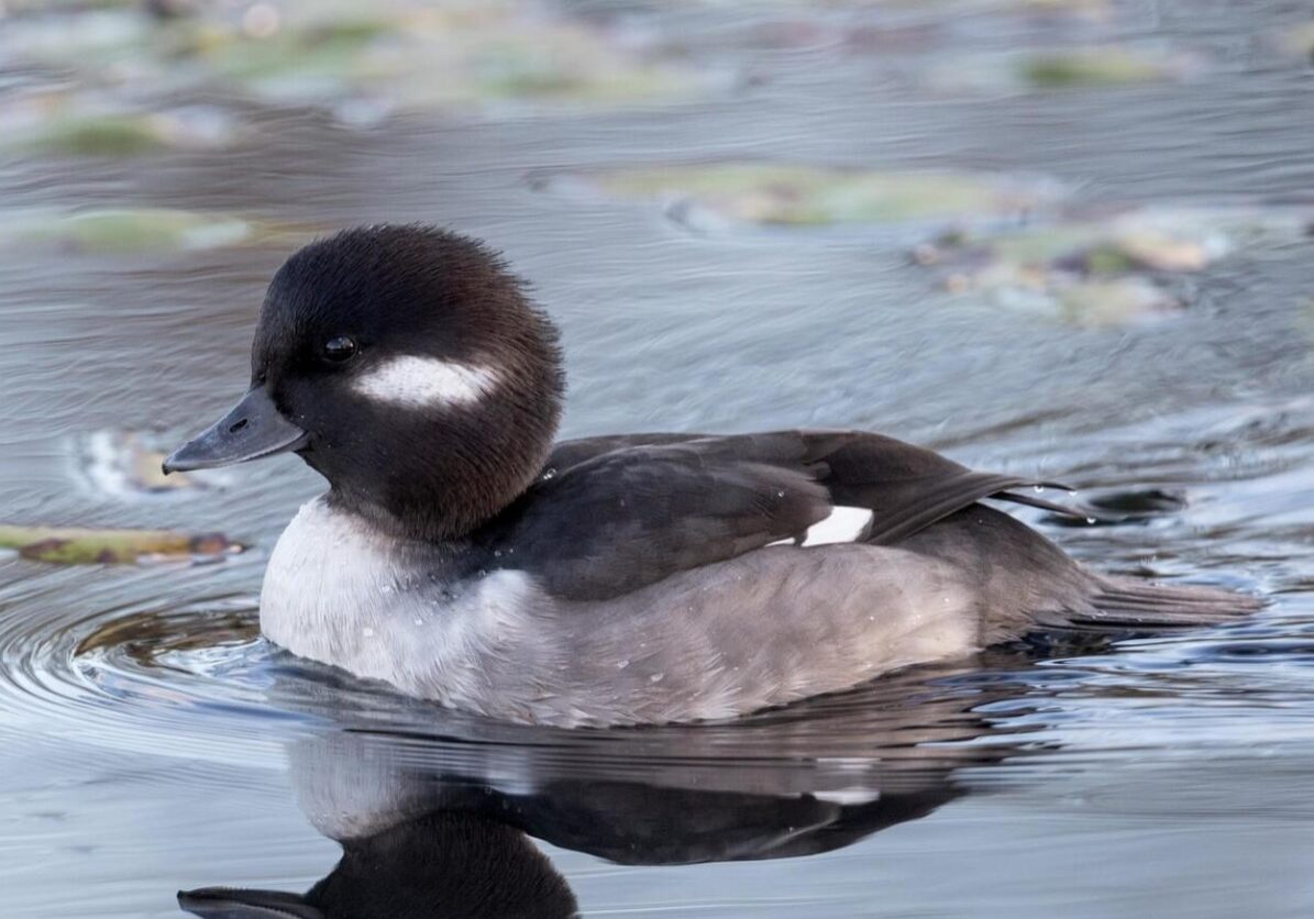 bufflehead 7 bufflehead 7