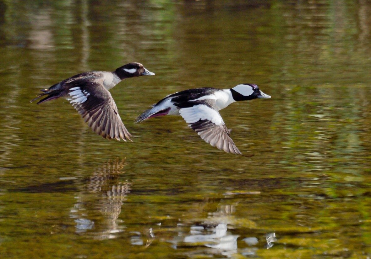 bufflehead 9 bufflehead 9