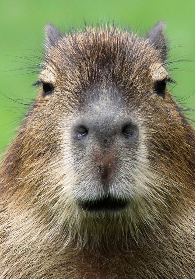 capybara 11