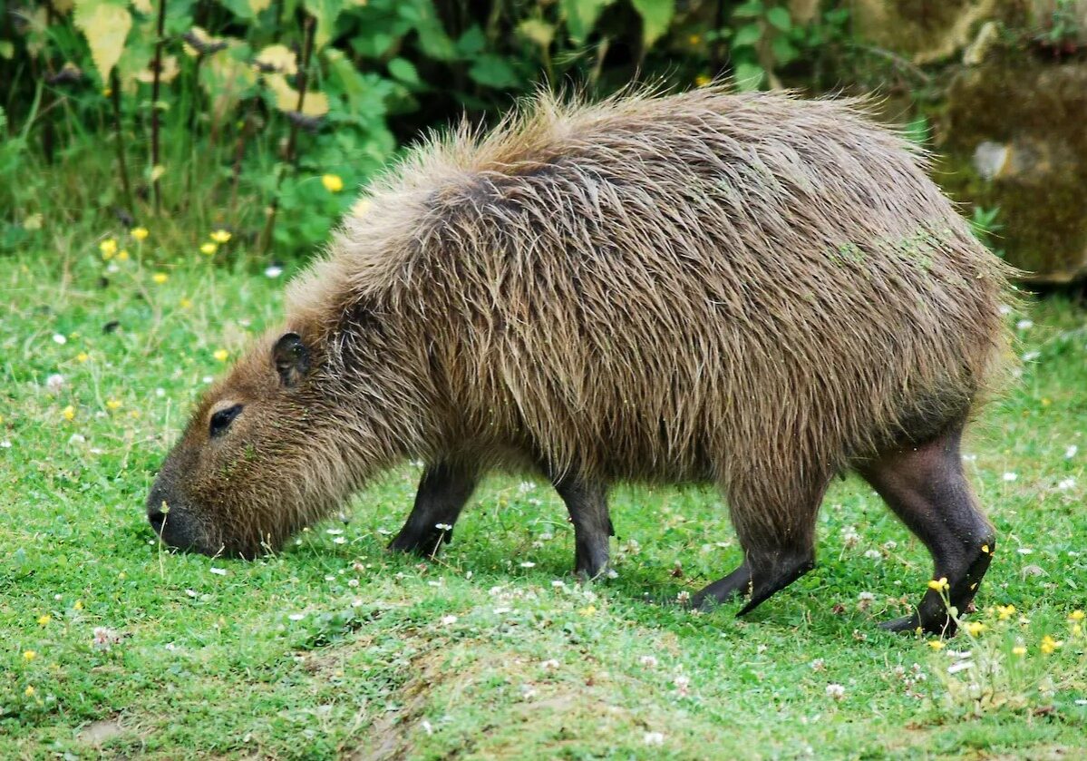 capybara 14