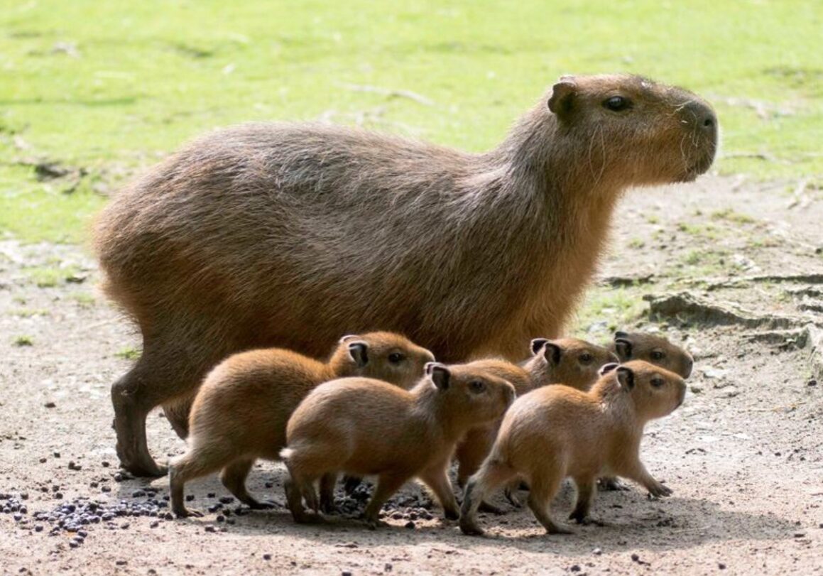 capybara 2
