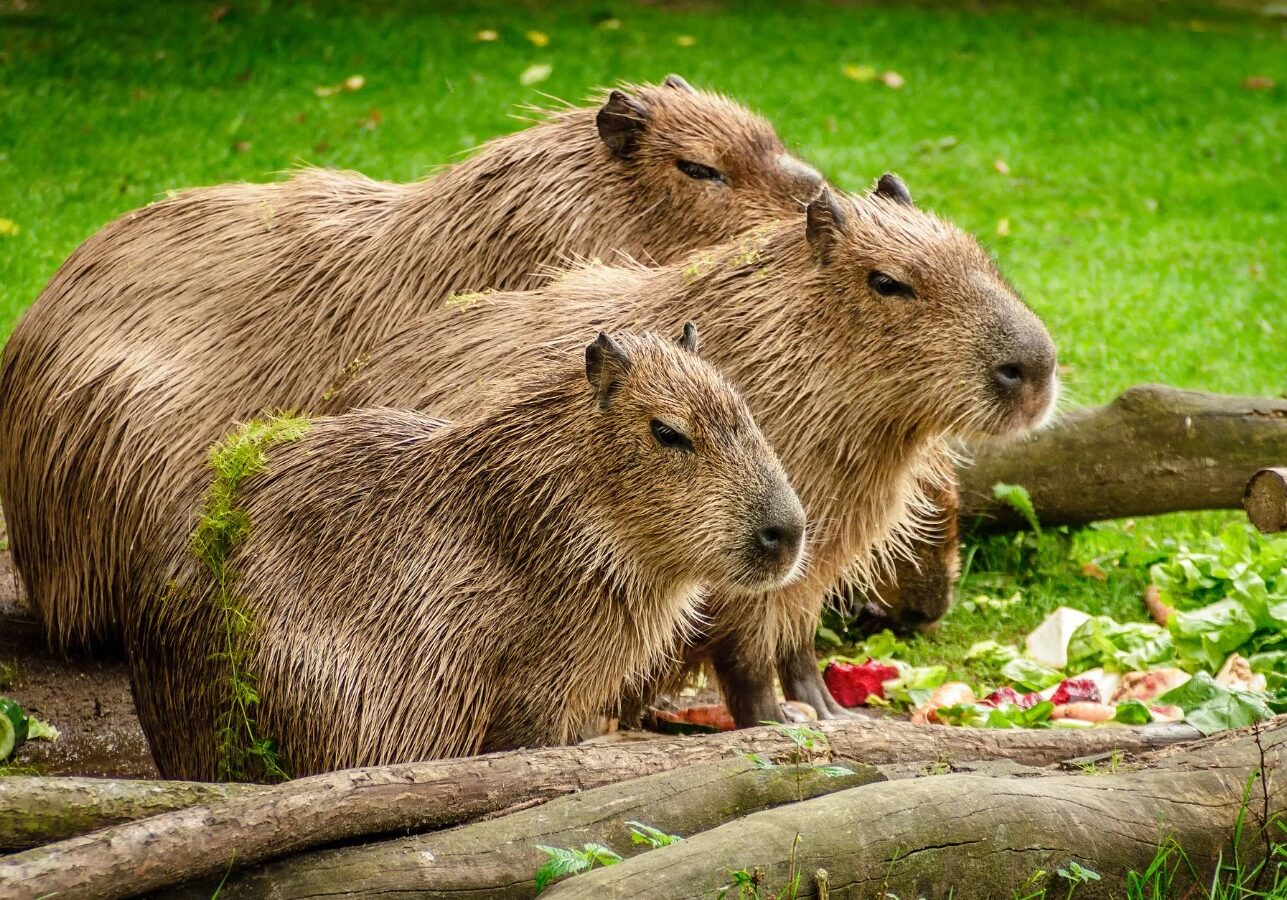capybara 5
