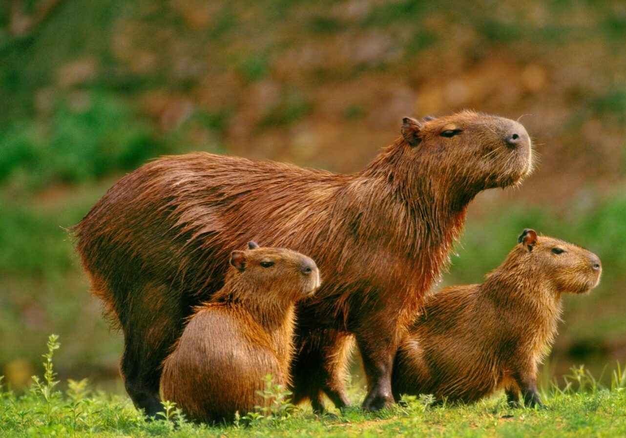 capybara 9
