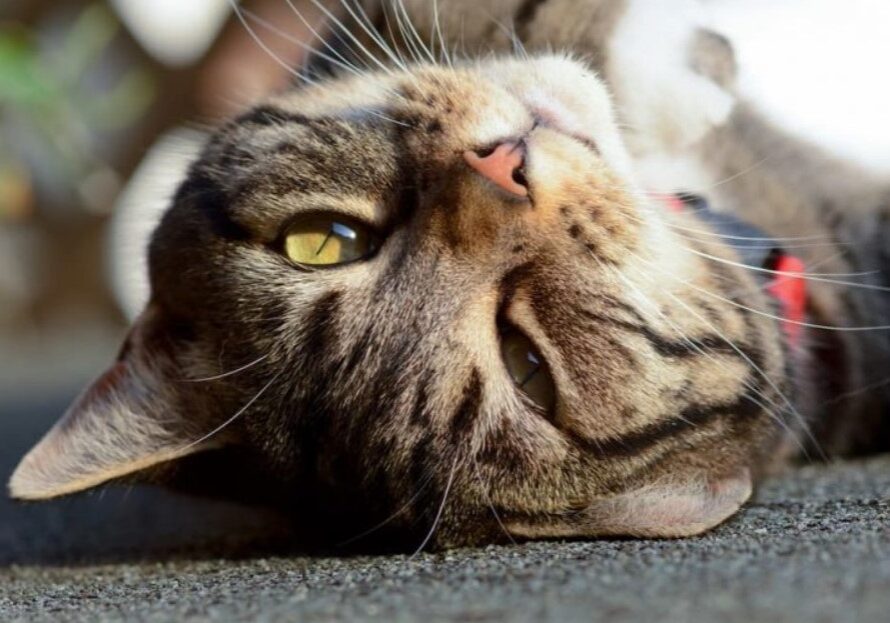 cat 2 cat 2